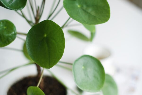 The Ultimate Guide to Growing and Caring for Money Plants