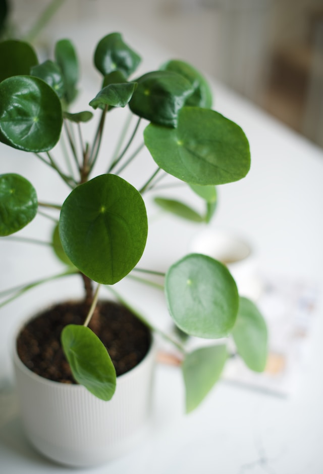 The Ultimate Guide to Growing and Caring for Money Plants