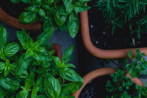 Essential Herbs for a Beginner's Herb Garden