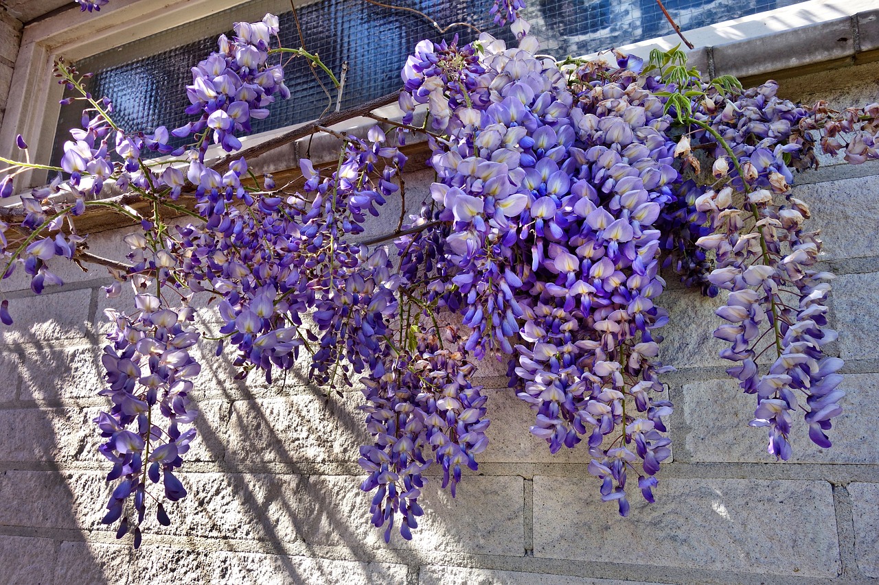 The Ultimate Guide to Choosing and Caring for Creeper Plants