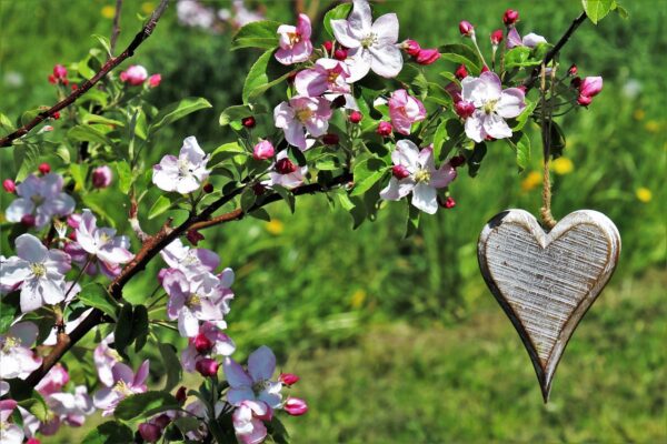 Step-by-Step Guide: Planting Trees in Your Backyard for a Sustainable Landscape