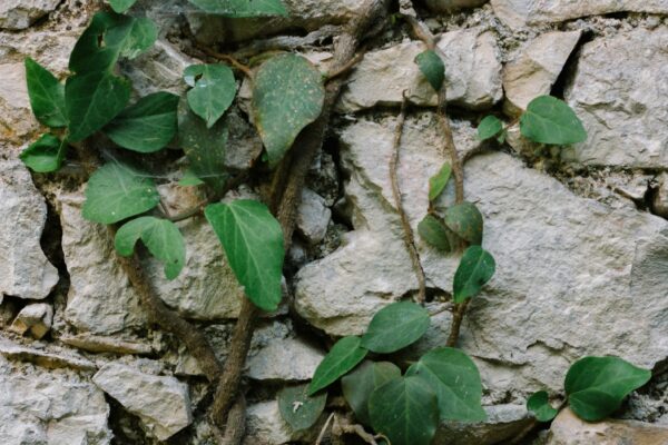 How to Choose the Right Trellis for Your Creepers`