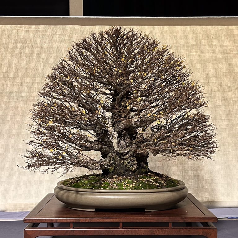 at the Baikoen Bonsai Kenkyukai show
