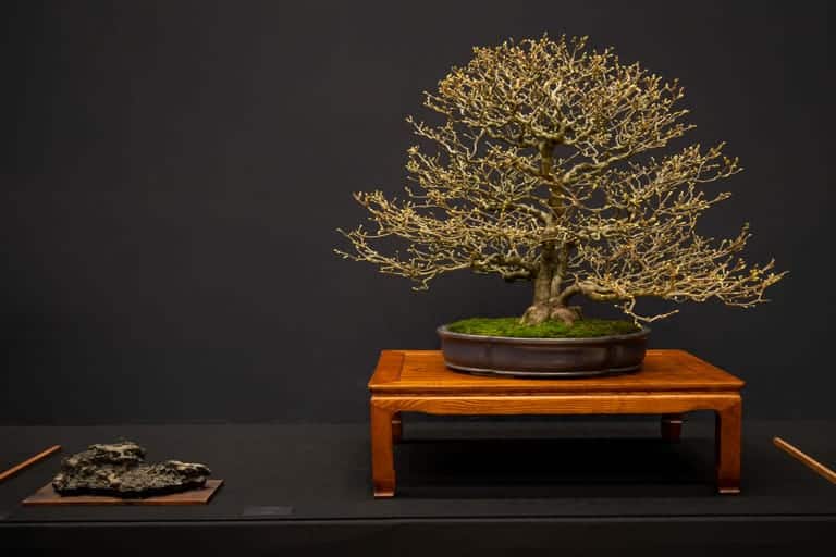 Corylopsis
