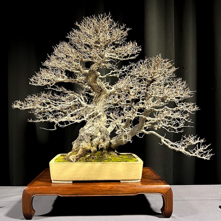 at the Baikoen Bonsai Kenkyukai show