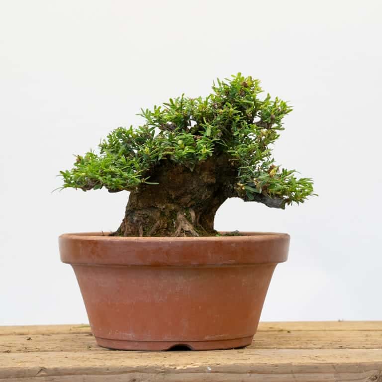 Coast redwood