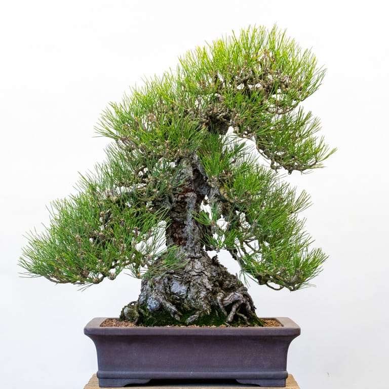 After thinning needles
