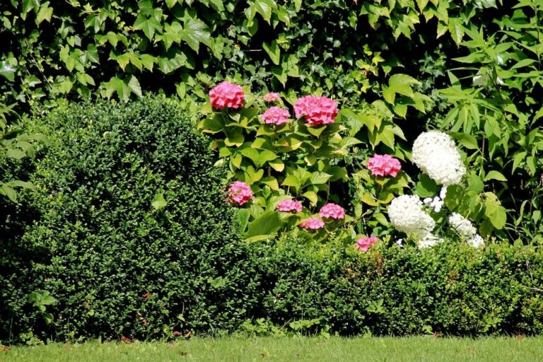 A Beginner’s Guide to Planting and Caring for Shrubs