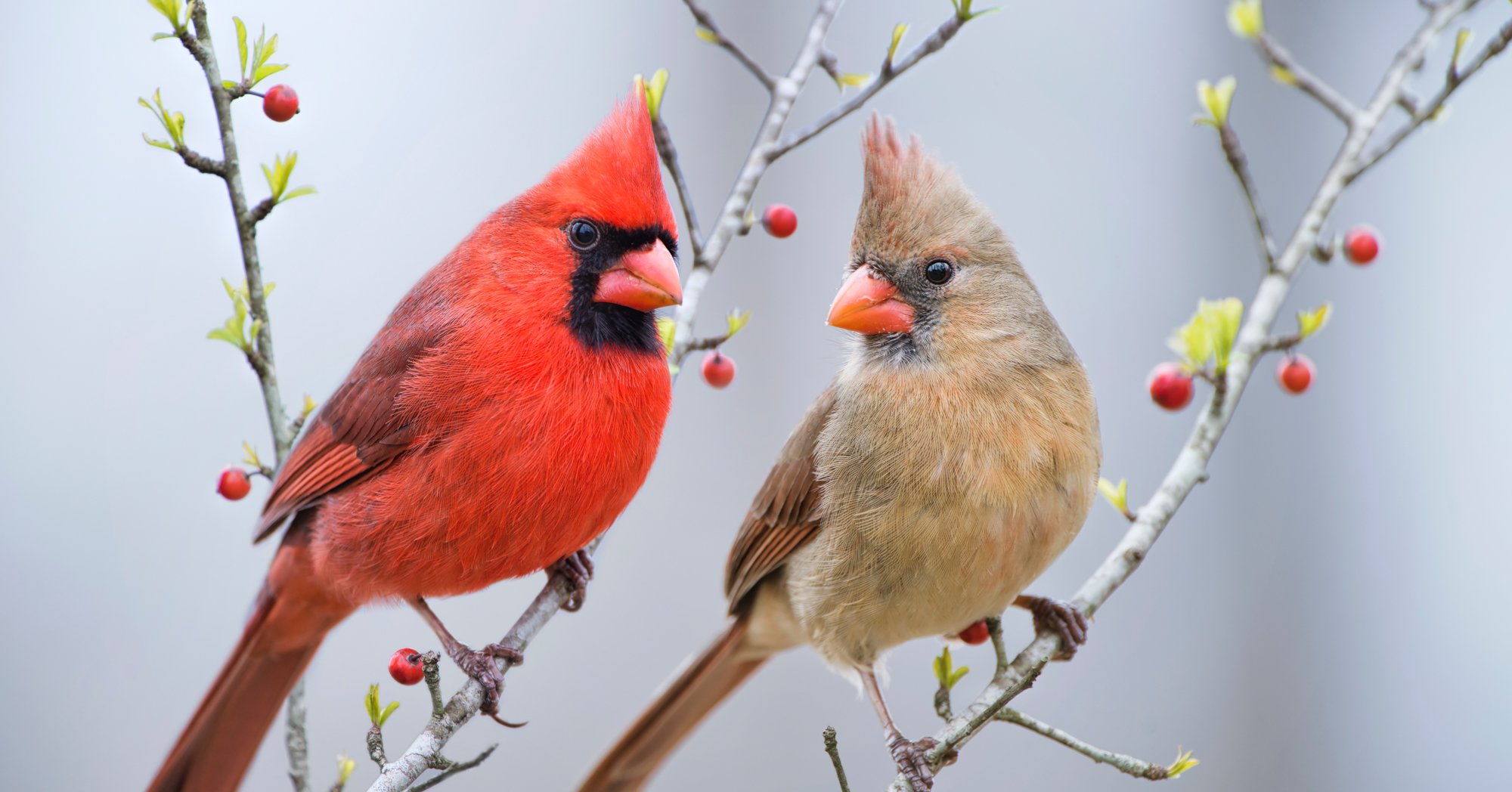 Adobe Stock Bonnie Taylor Barry two cardinal mates perched on holly branches red brown bird