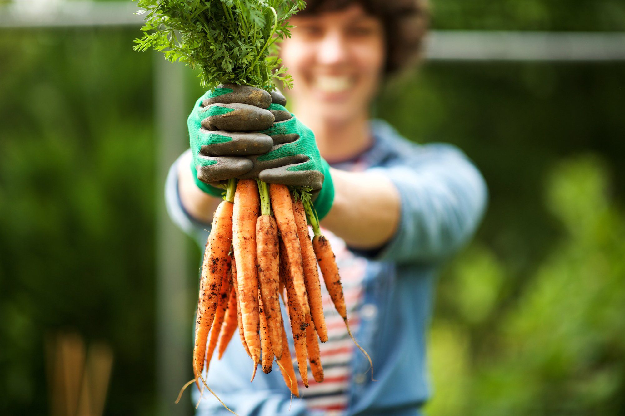 Adobe Stock Mimage Photos gardener gloves holding carrots