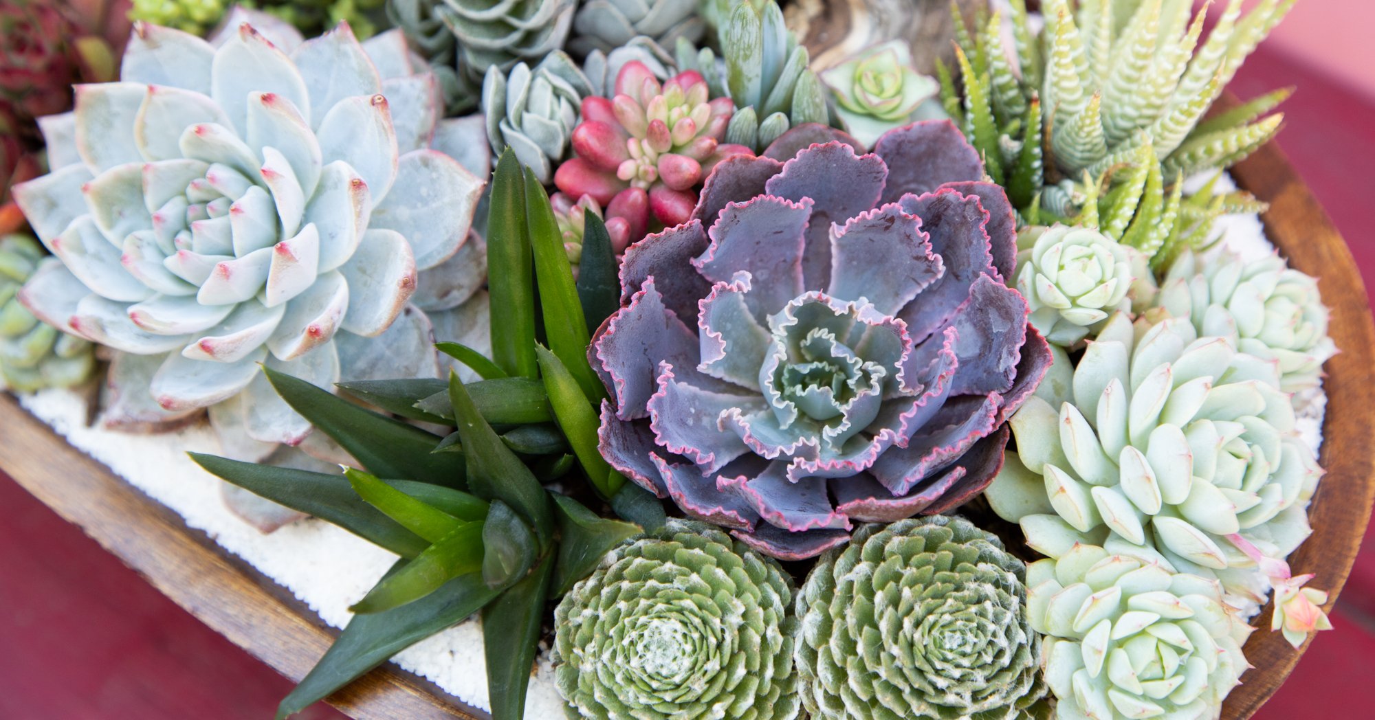 7 Things To Do If Your Succulent Spills arrangement with echeveria neon breakers sempervivum aloe