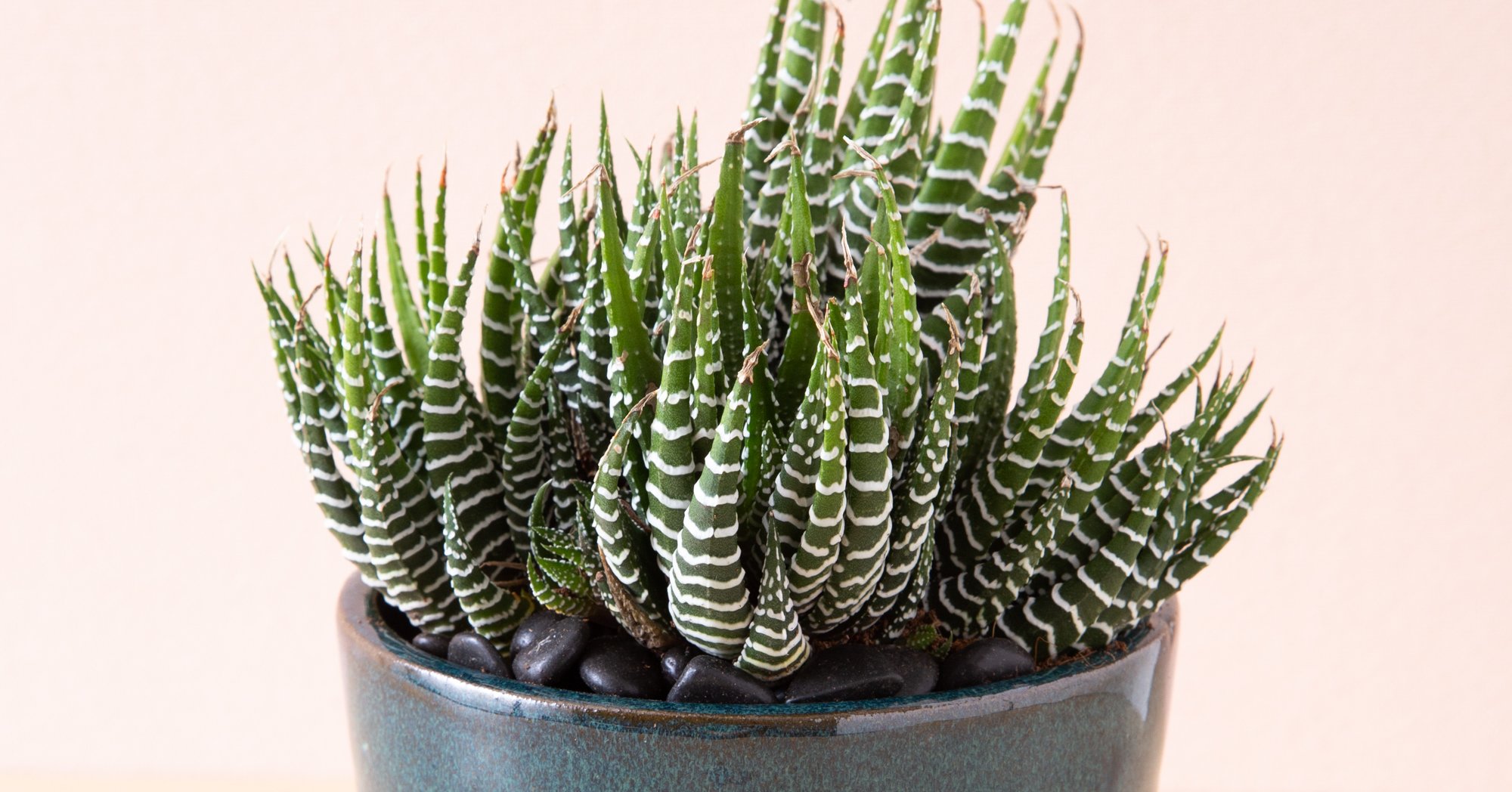 7 Things To Do If Your Succulent Spills haworthiopsis fasciata zebra plant close up