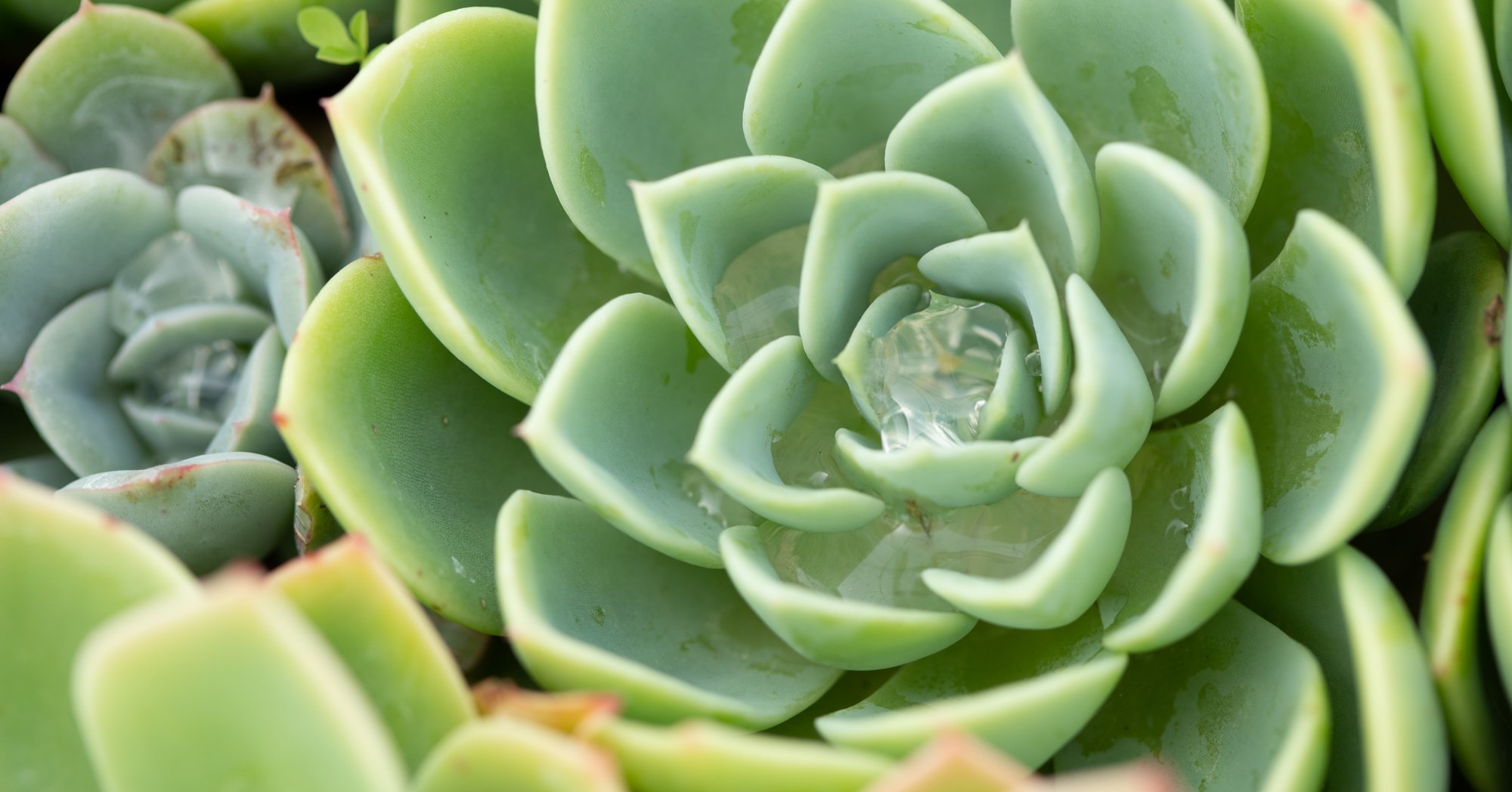 7 Things To Do If Your Succulent Spills how to water succulents properly indoors outdoors
