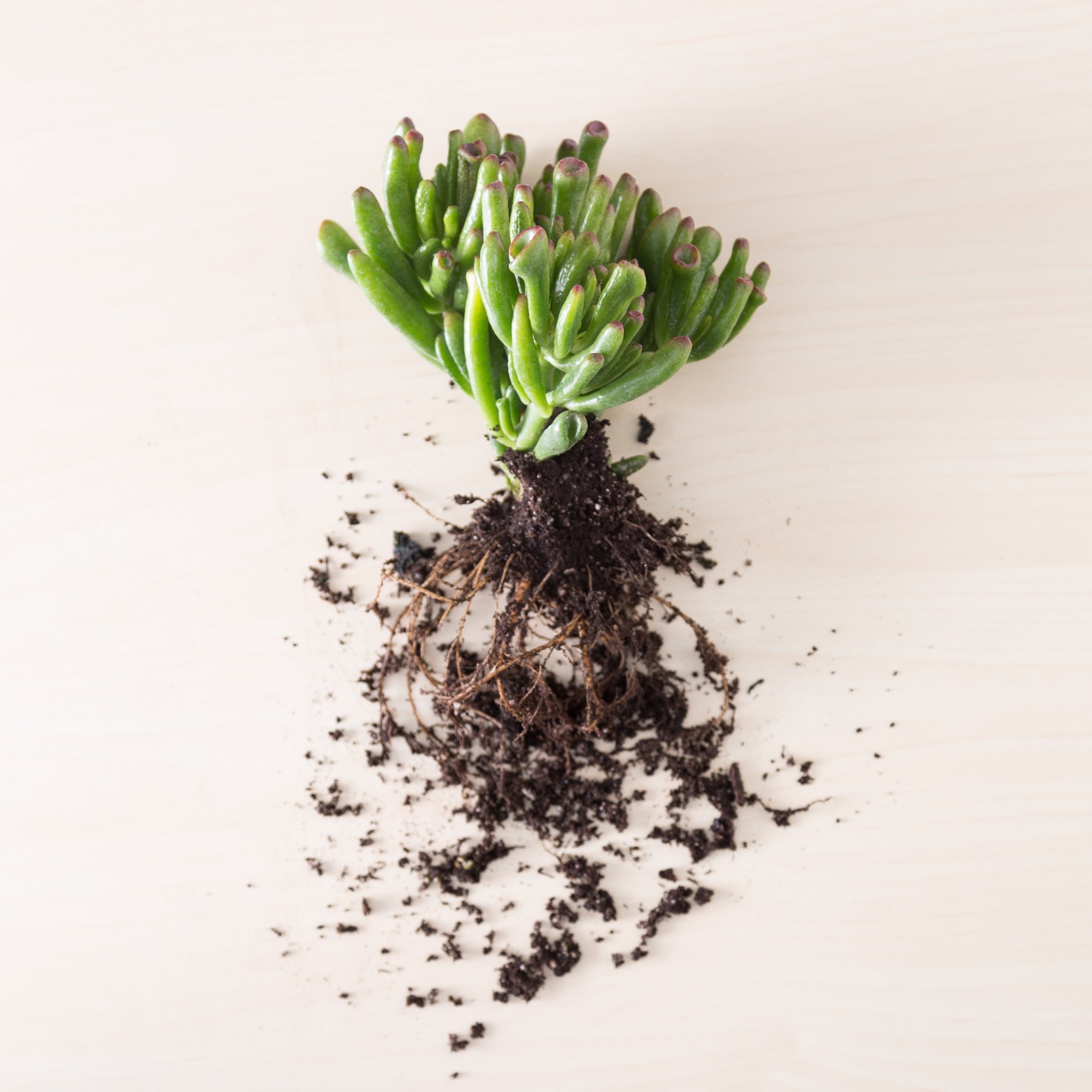 7 Things To Do If Your Succulent Spills crassula gollum jade wet organic soil roots