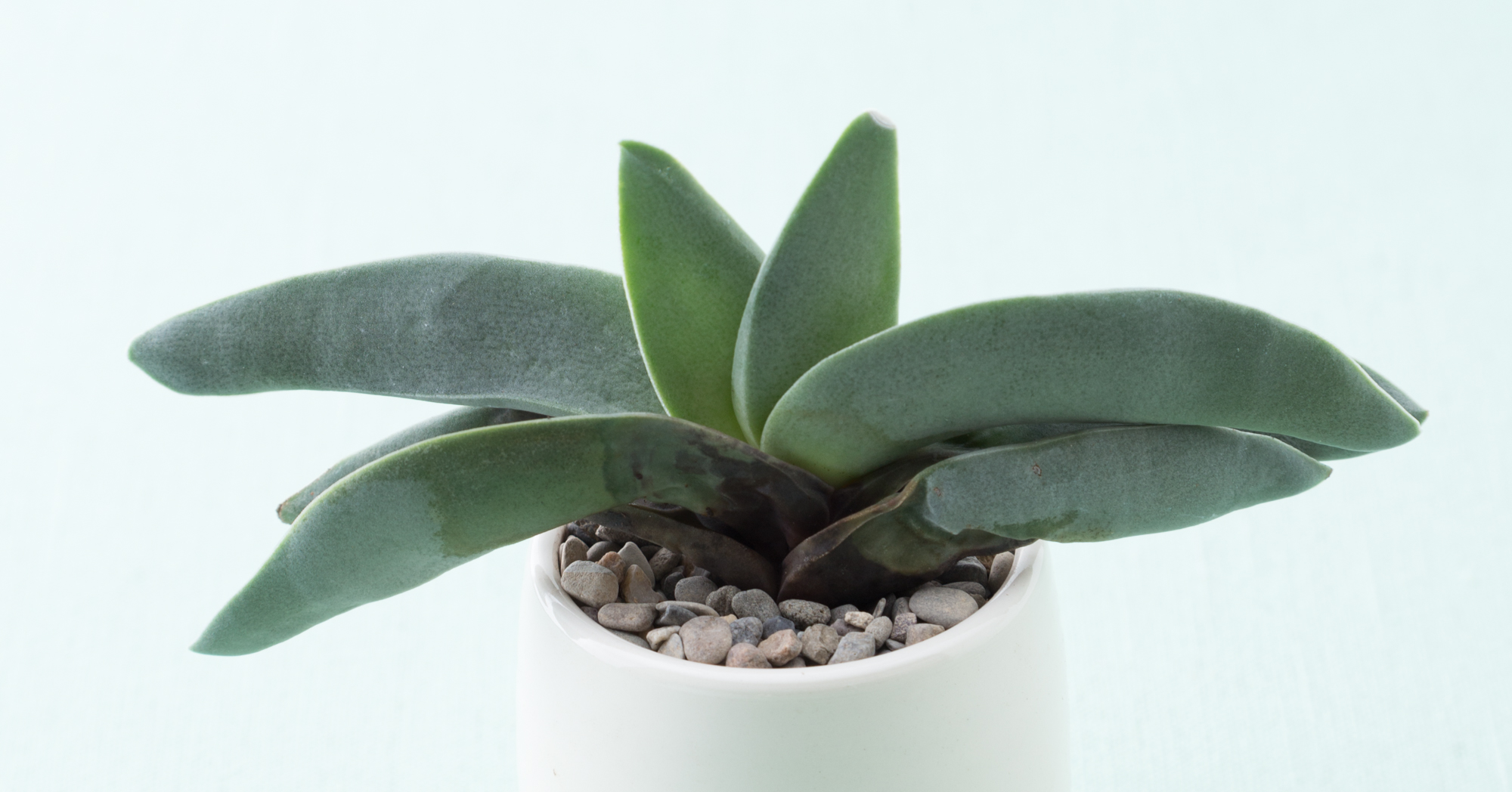 7 Things To Do If Your Succulent Spills rotting crassula falcata plant problems dying