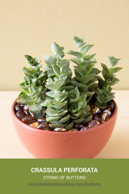 Classic green succulents for arrangements and container gardens How to care for and propagate Crassula perforata String of Buttons