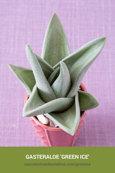Classic green succulents for arrangements and container gardens How to care for and propagate Gasteraloe 'Green Ice'