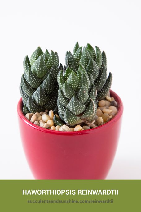 Classic green succulents for arrangements and container gardens How to care for and propagate Haworthiopsis reinwardtii