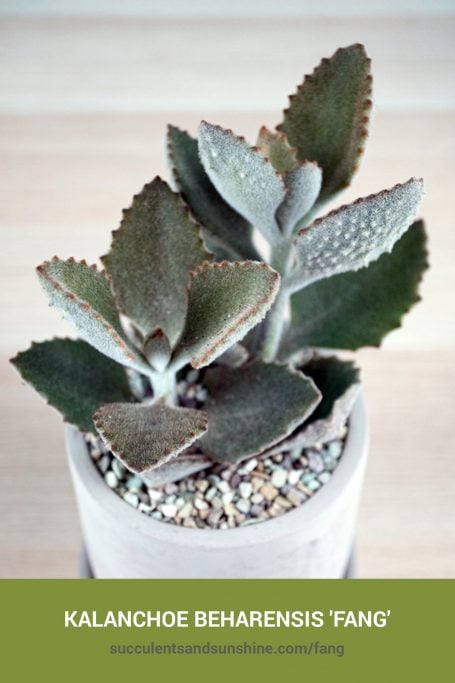 Classic green succulents for arrangements and container gardens How to care for and propagate Kalanchoe beharensis 'Fang'