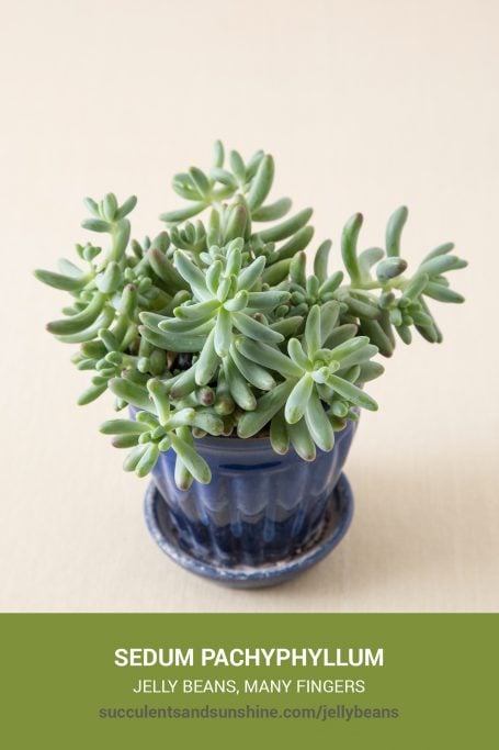 Classic green succulents for arrangements and container gardens How to care for and propagate Sedum pachyphyllum Jelly Beans