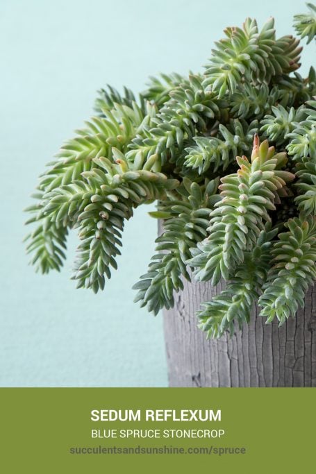 Classic green succulents for arrangements and container gardens How to care for and propagate Sedum reflexum Spruce Leaved Stonecrop