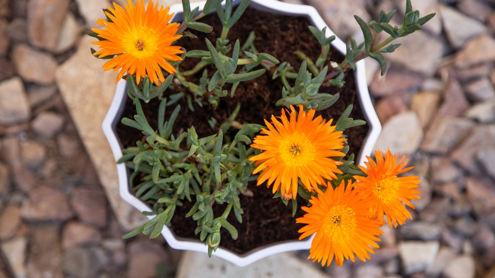 Terribly hot summers? These succulents can handle it Lampranthus glaucus ice plant succulent orange flowers
