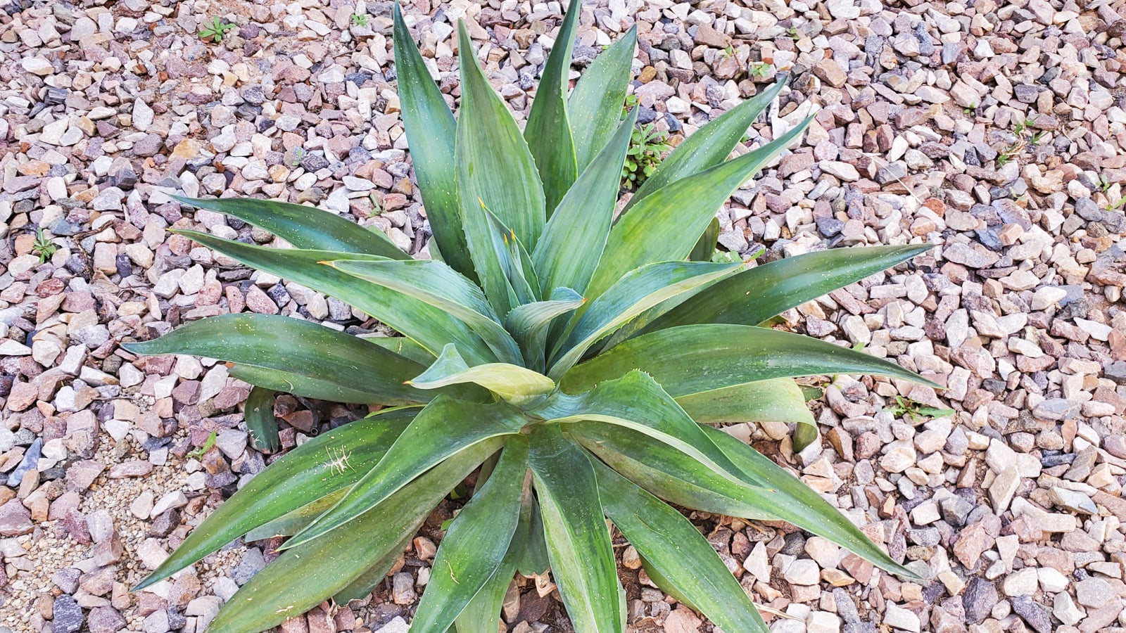 Terribly hot summers? These succulents can handle it agave attentuata