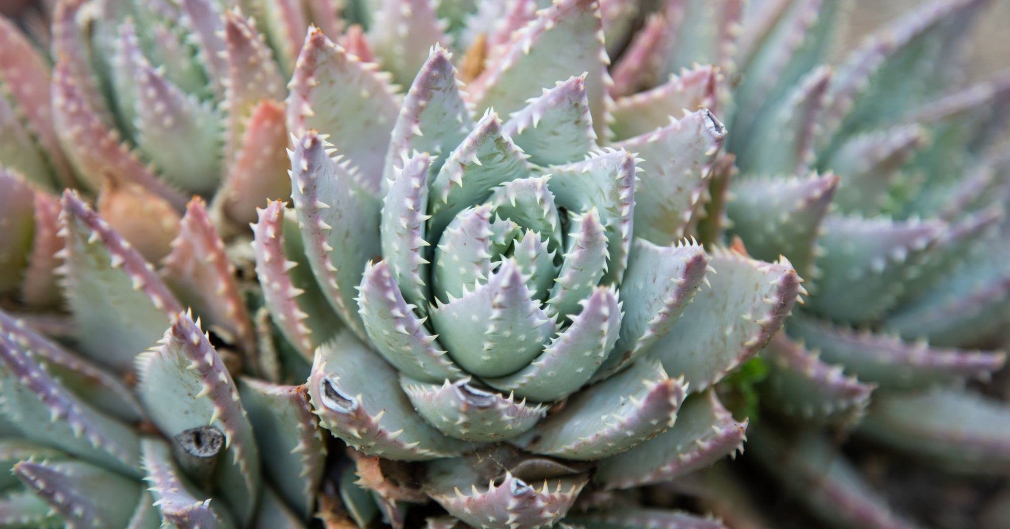 Terribly hot summers? These succulents can handle it purple green blue teal aloe brevifolia