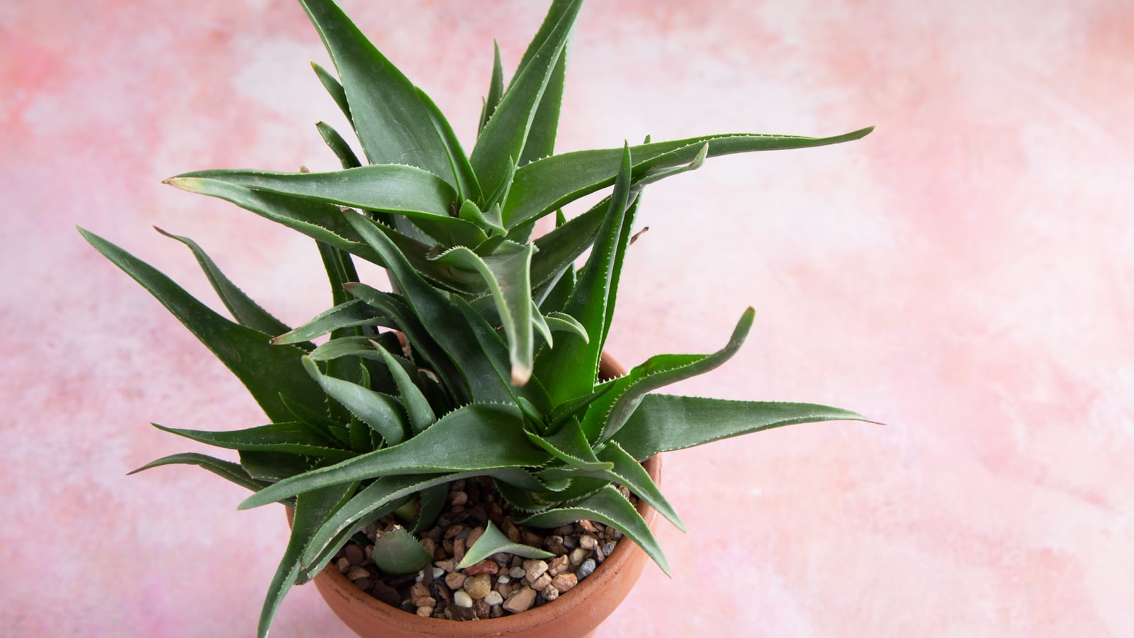 Terribly hot summers? These succulents can handle it aloiampelos ciliaris climbing aloe in terra cotta pot
