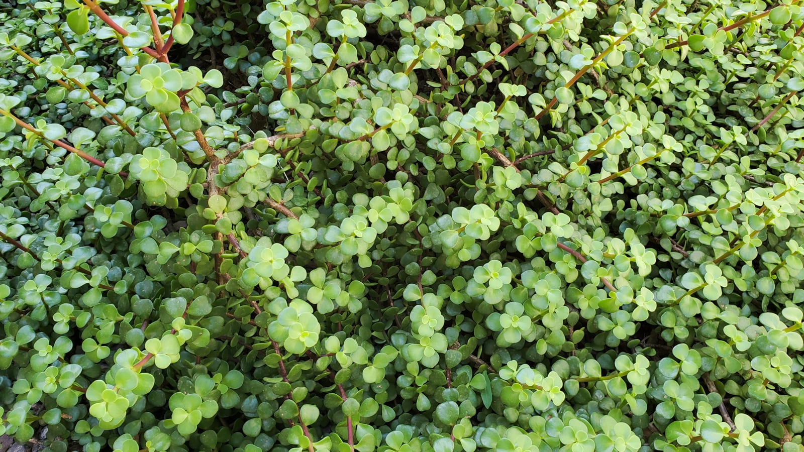 Terribly hot summers? These succulents can handle it elephant bush portulacaria afra