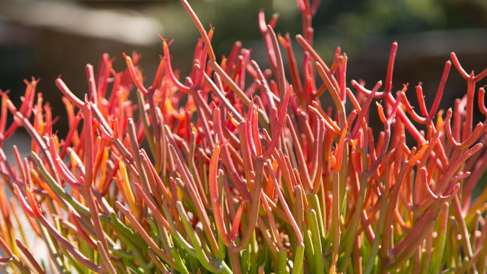 Terribly hot summers? These succulents can handle it euphorbia tirucalli sticks on fire succulent bright red