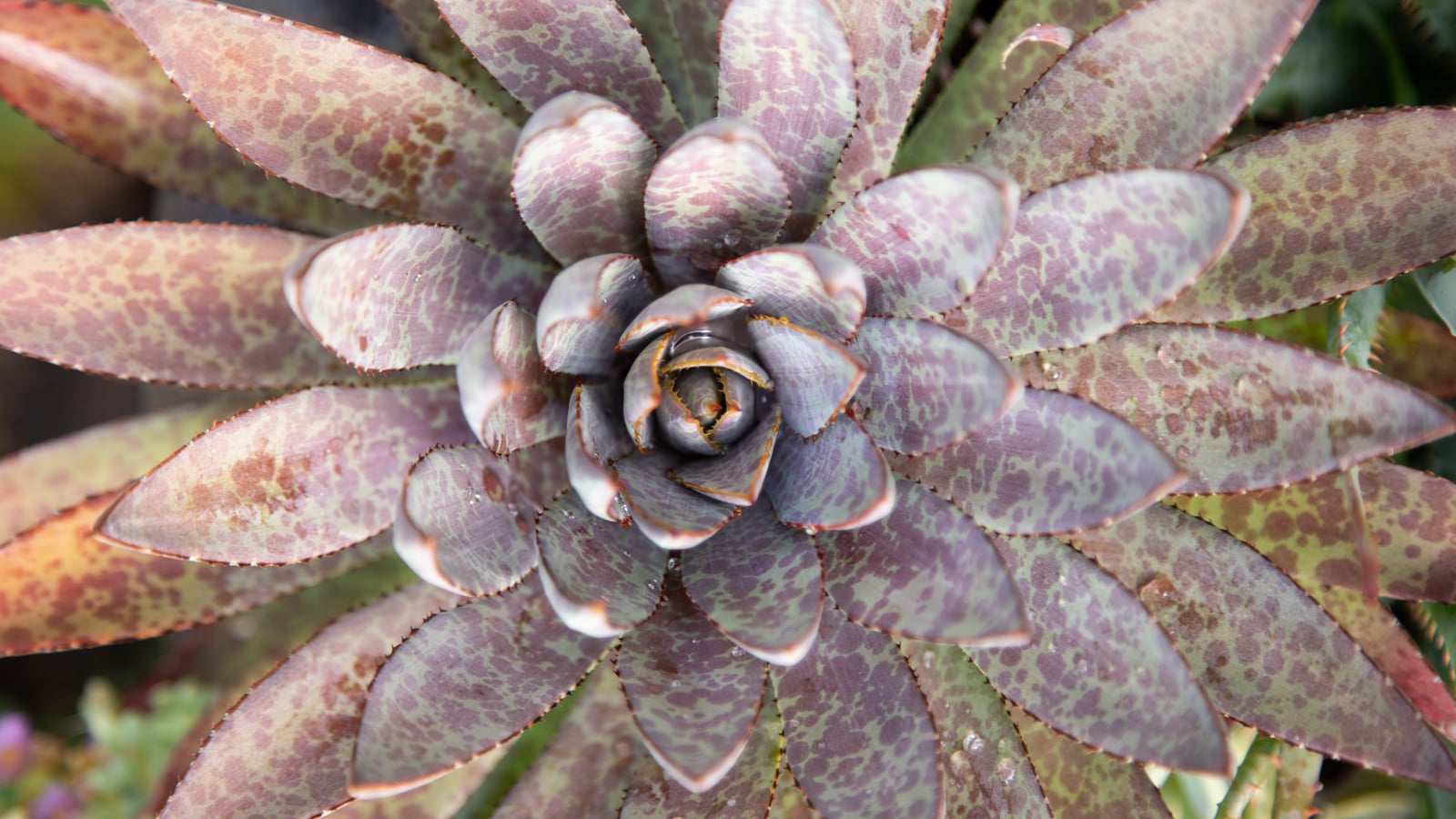 Terribly hot summers? These succulents can handle it mangave bloodspot close up