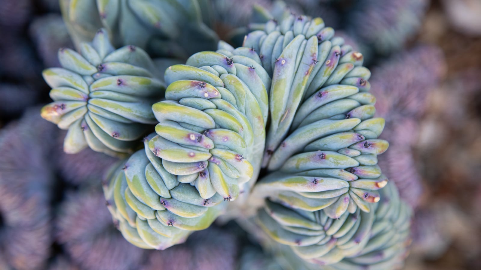 Terribly hot summers? These succulents can handle it myrtillocactus geometrizans forma cristata dinosaur back cactus crested blue candle