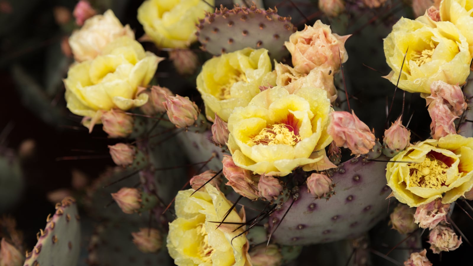 Terribly hot summers? These succulents can handle it opuntia macrocentra cactus flowers
